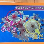 お花見で使える？豆知識チャージ　桜の開花６００℃の法則とは？あさチャン