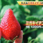 話題のミガキイチゴ　一粒１０００円　職人とITの融合　シューイチ