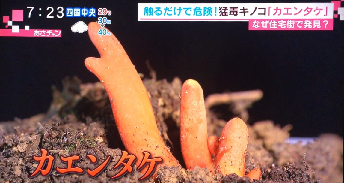 あさチャン 猛毒きのこ カエンタケ 触れるだけで危険 食すと死亡例も 気になるあの人 あのこと